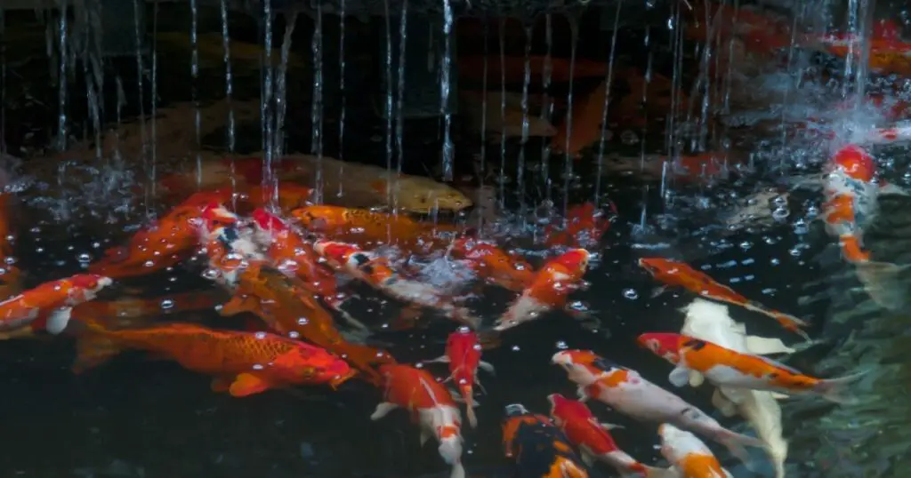 The Cost of Keeping a Koi Fish