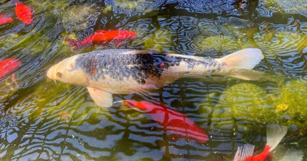 The Importance of the Right Amount of Sun or Shade for Koi