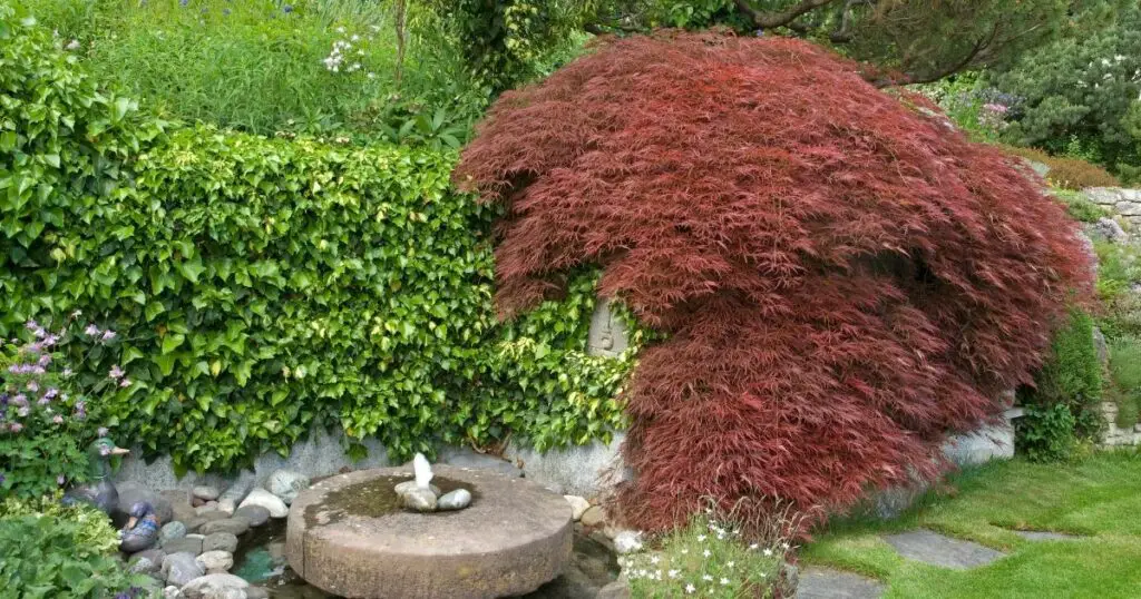 The Japanese Maple – A Tree with Beautiful Foliage