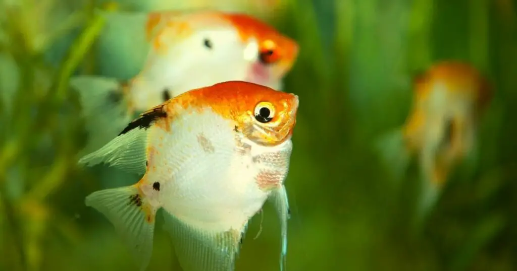 The Many Benefits of Having a Wall Mounted Fish Tank