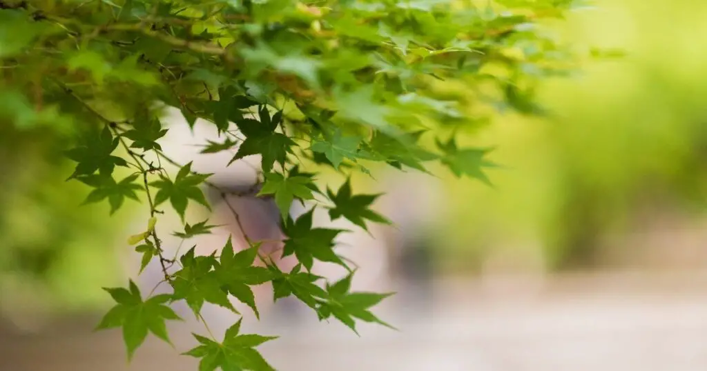 The Many Uses of Japanese Maples