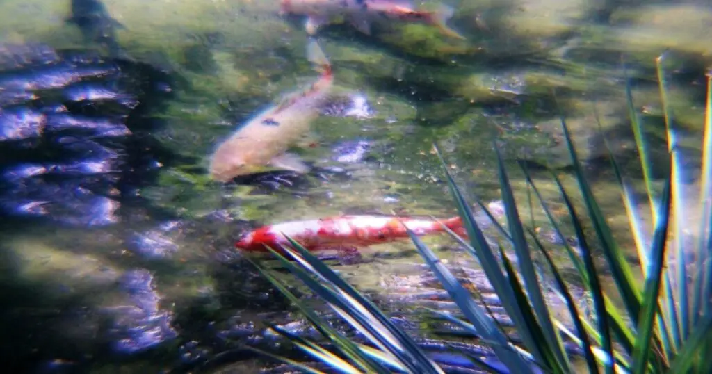 The Mysterious and Popular Symbolism of Koi Fish in Japanese Culture