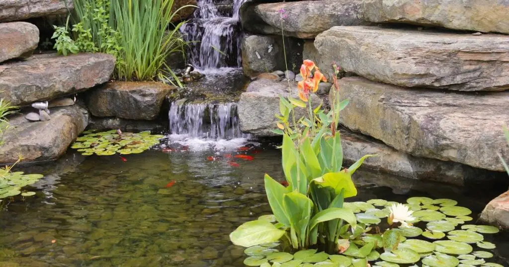 The Pros and Cons of Owning a Koi Pond