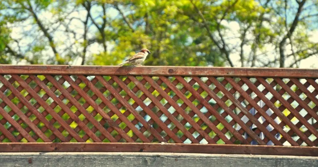The Pros of a Lattice Fence