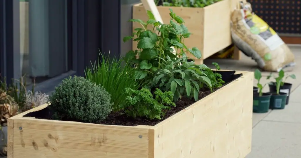 The Right Size for Your Raised Bed