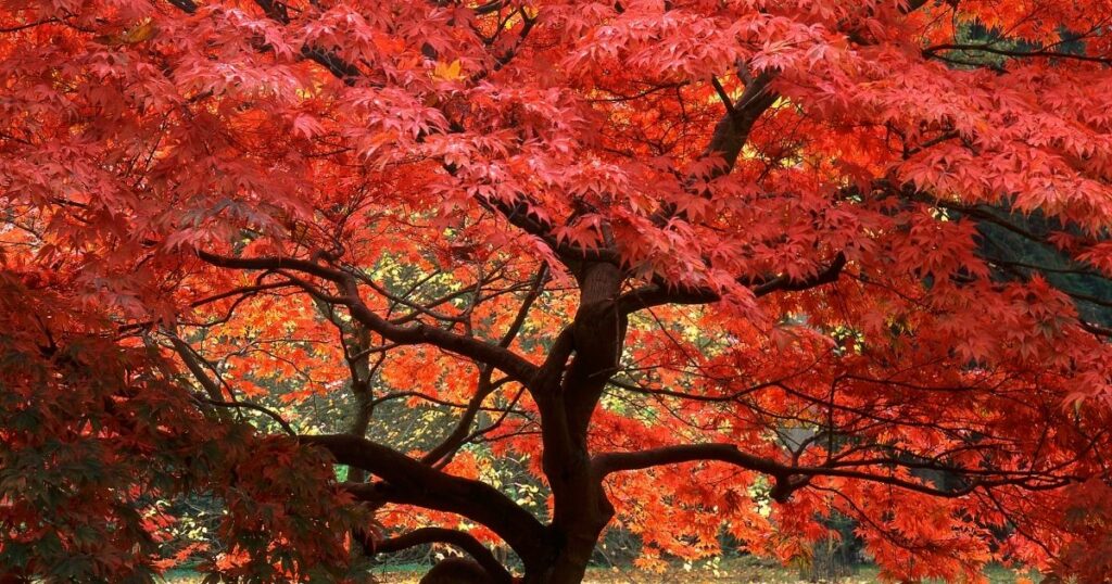 The best location for your Japanese maple 