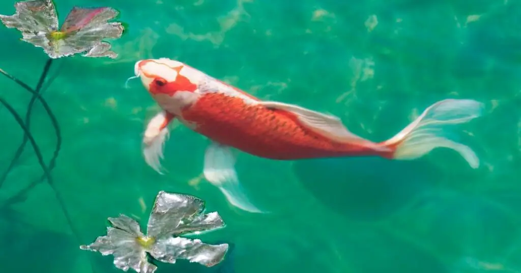 The calming presence of Koi Why these fish are so special