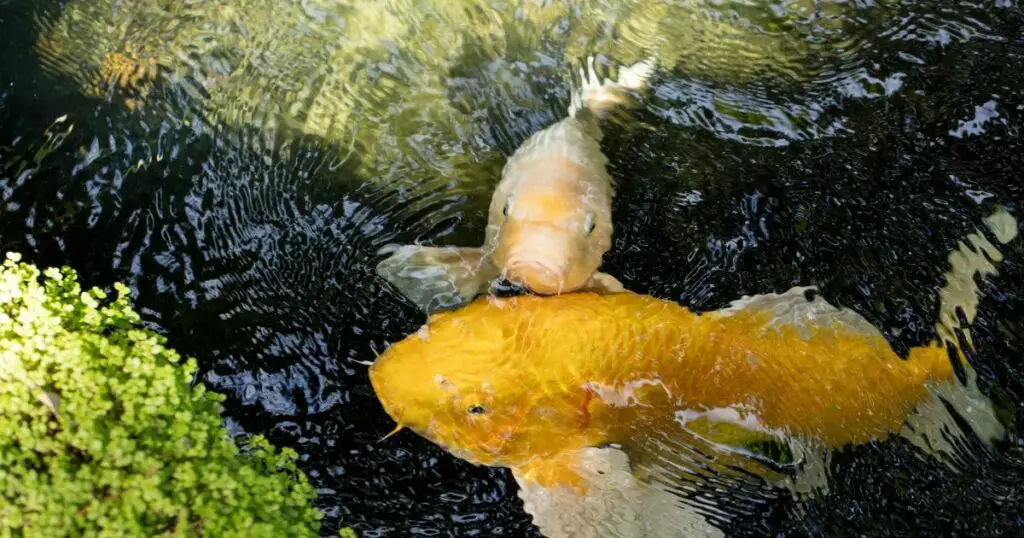 The koi fish market is booming