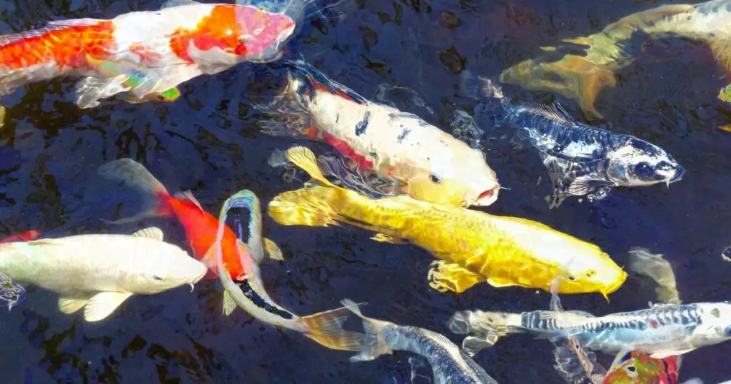 The science behind koi fish prices