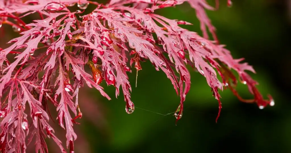 Tips for Planting a Japanese Maple in Your Yard