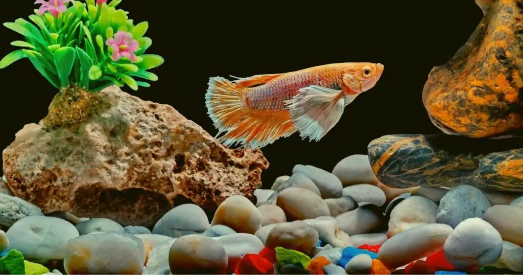 Use gravel and rocks to create a natural looking aquarium