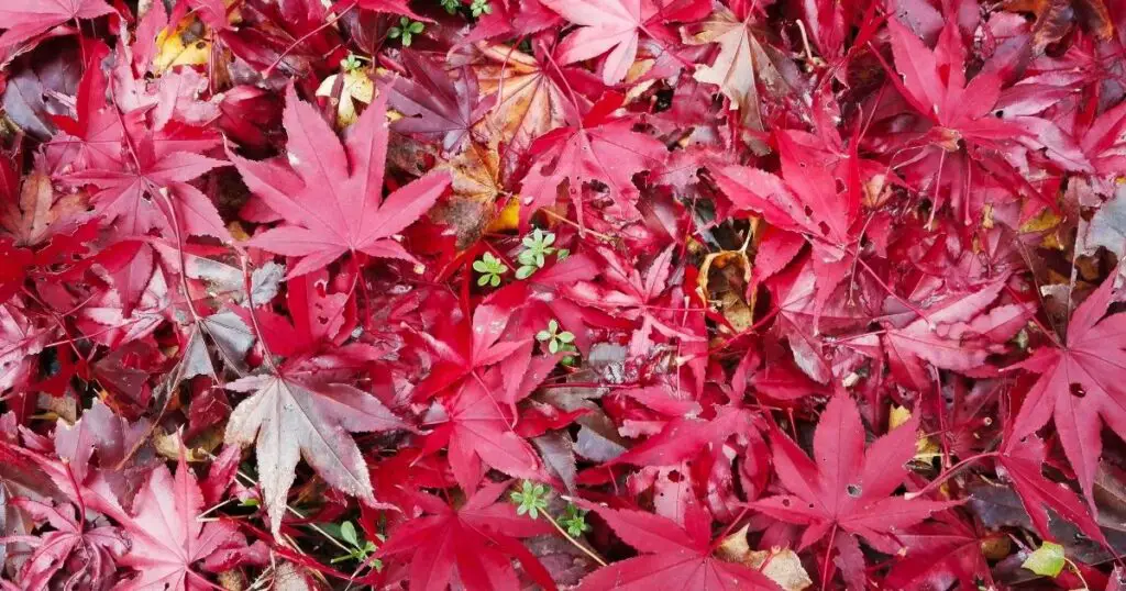 Vibrant Japanese Maples Need Extra TLC in the Sun