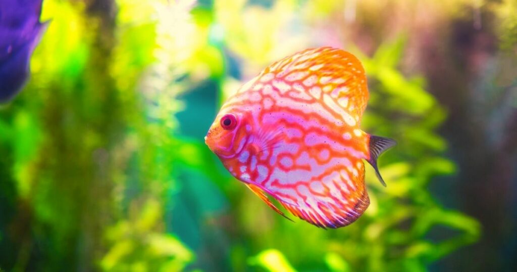 What decorations do fish like