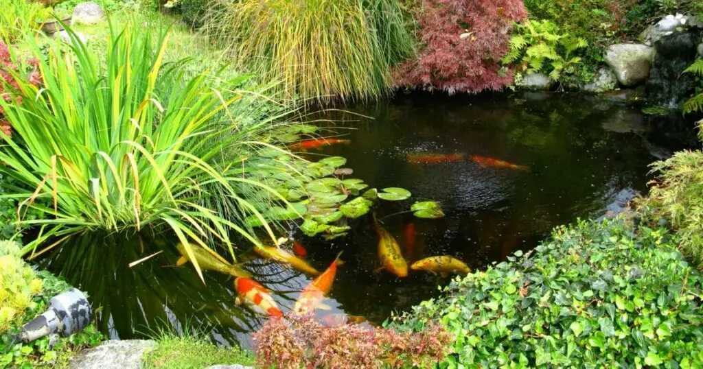 What is the Best Location for your Koi Pond