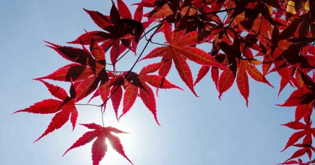 Whats the best location for your Japanese maple