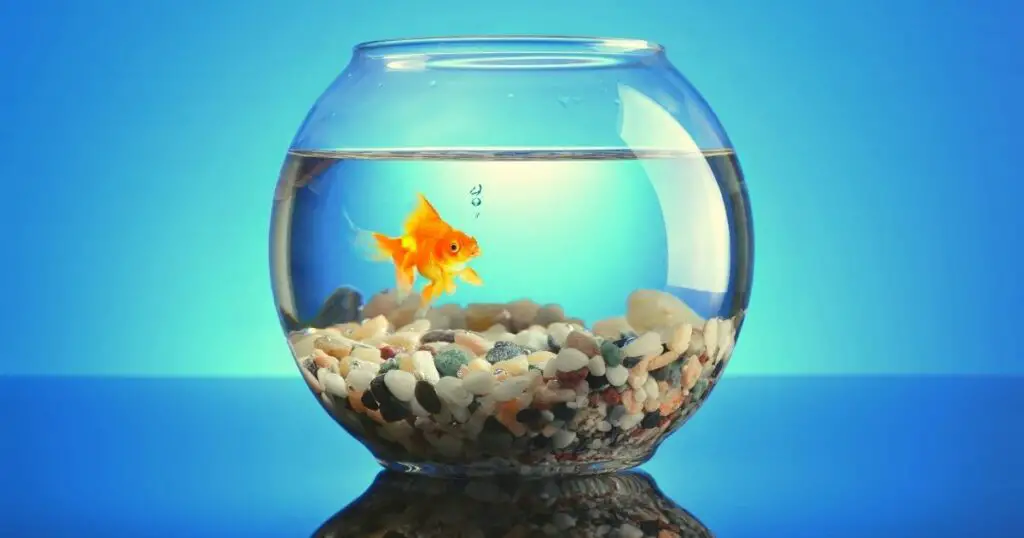 Where should a fish tank be placed in a living room 1