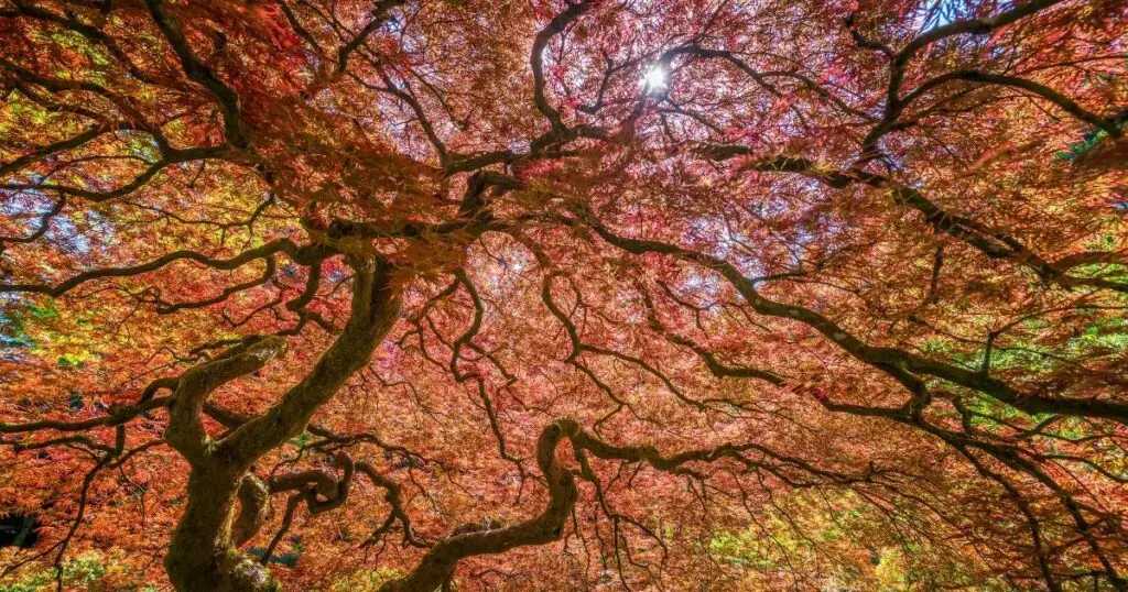 Why you should plant a Japanese maple in your garden