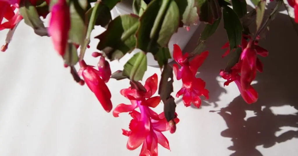 Did you know these fun facts about the Christmas cactus