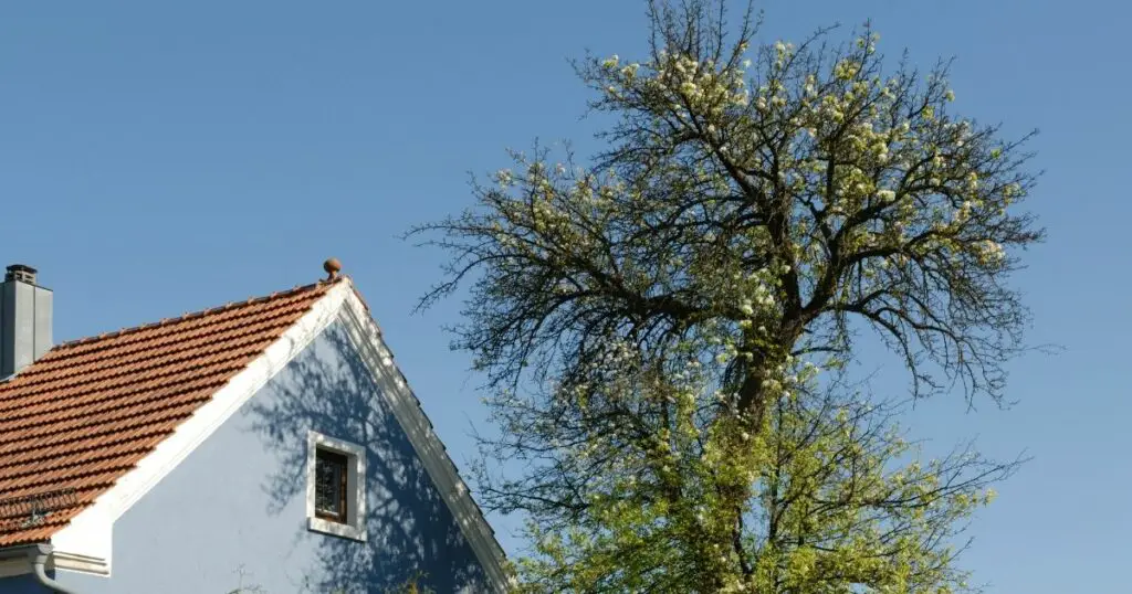 Dont Let Invasive Trees damage Your Home