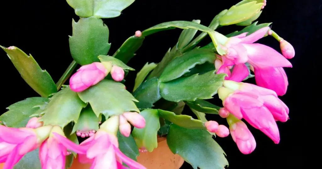 Find the Right Light for Your Christmas Cactus