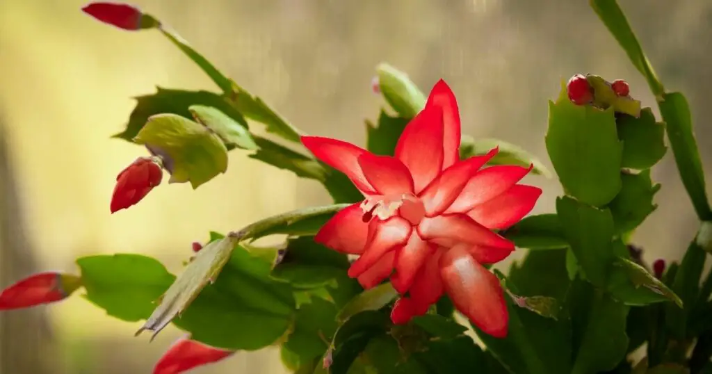 Keep your Christmas cactus healthy and happy with the right fertilizer