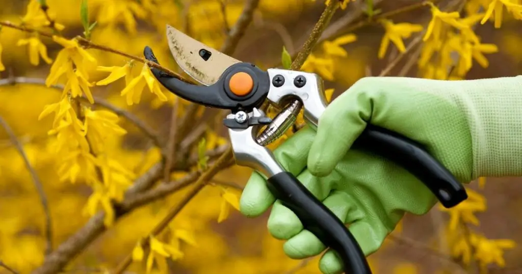 Pruning for the Perfect Shape