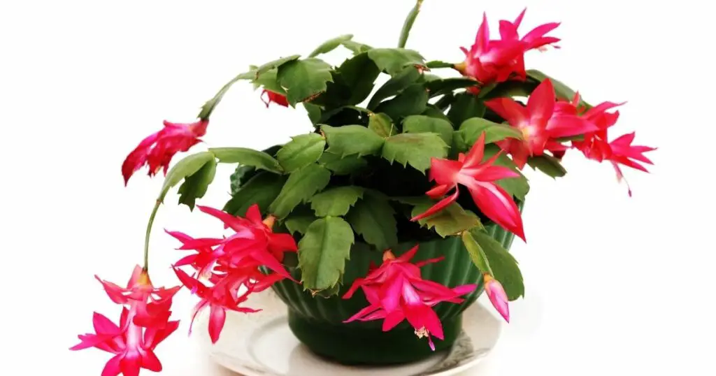 The Christmas Cactus Not a Cactus But Still Pretty Cool