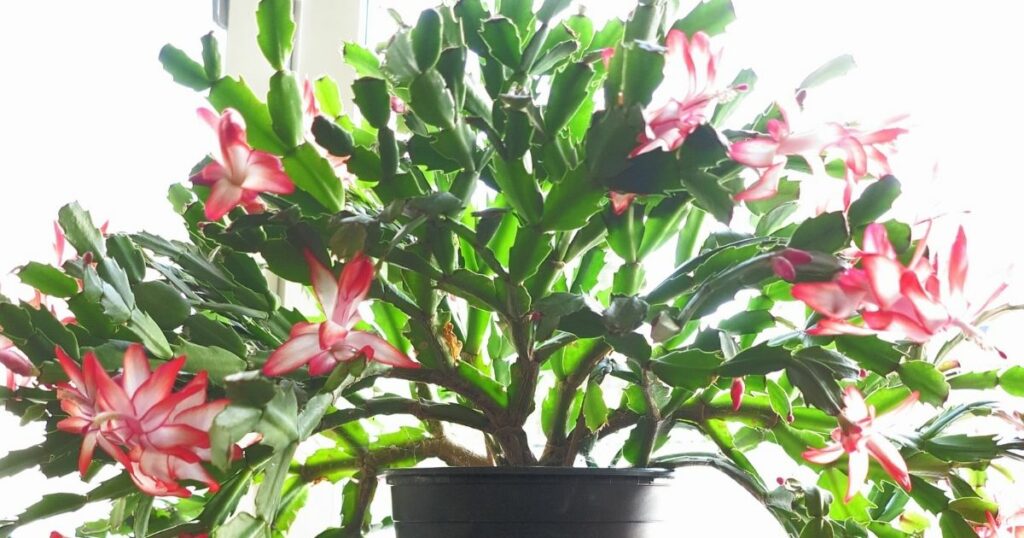 The Christmas cactus a guide to care and cultivation