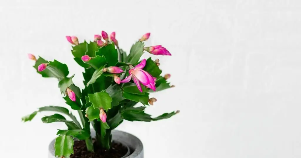 The best way to get your Christmas cactus to bloom