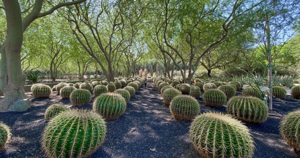 Use Cacti for your desert backyard ideas