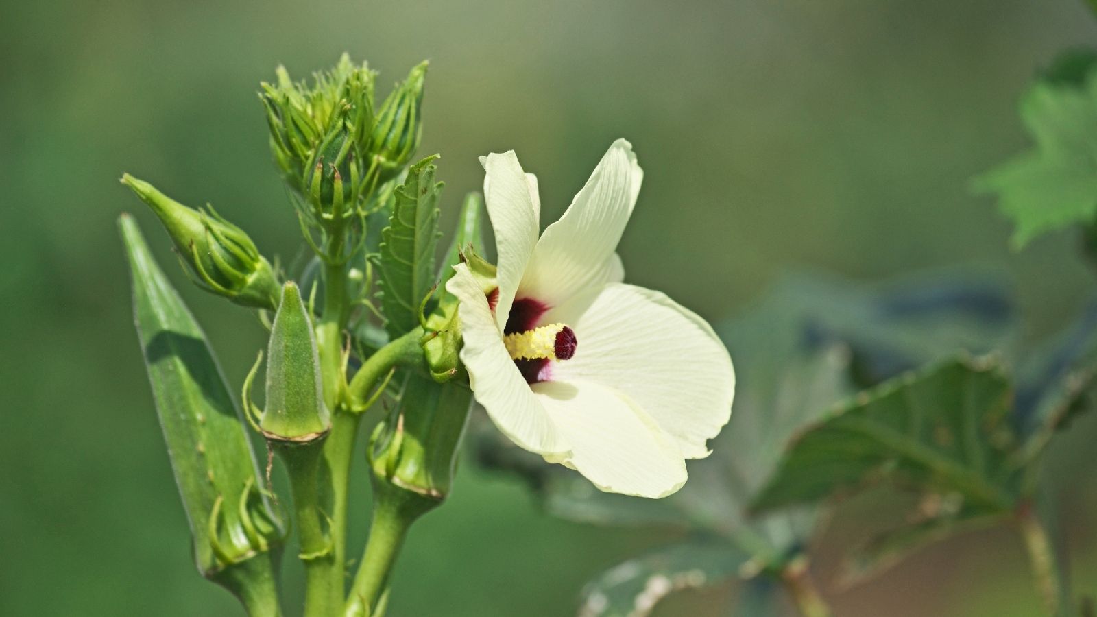 The Perfect Companion Plants for Okra