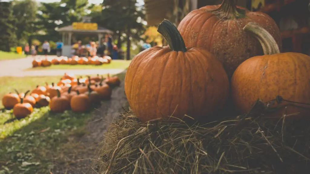Plant pumpkins in traditional garden