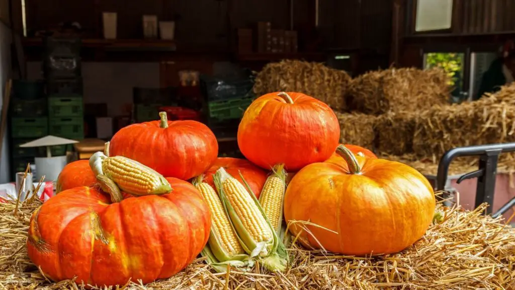 The Best Plants To Pair With Your Pumpkins