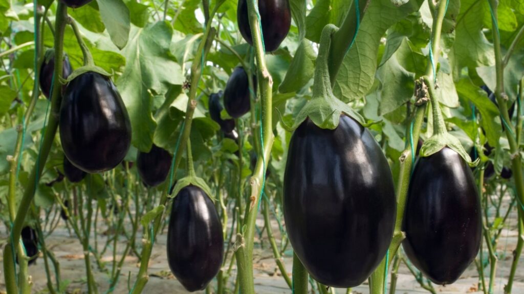 The Eggplant A Versatile and Nutritious Vegetable