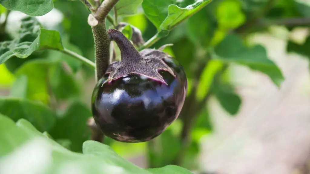 What pests attack eggplants