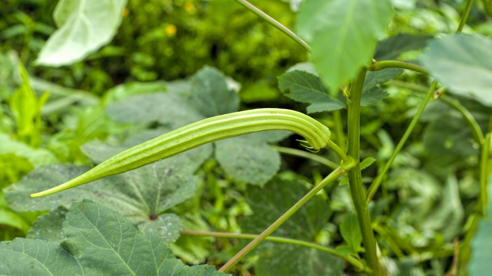 Give companion planting with okra a try today!
