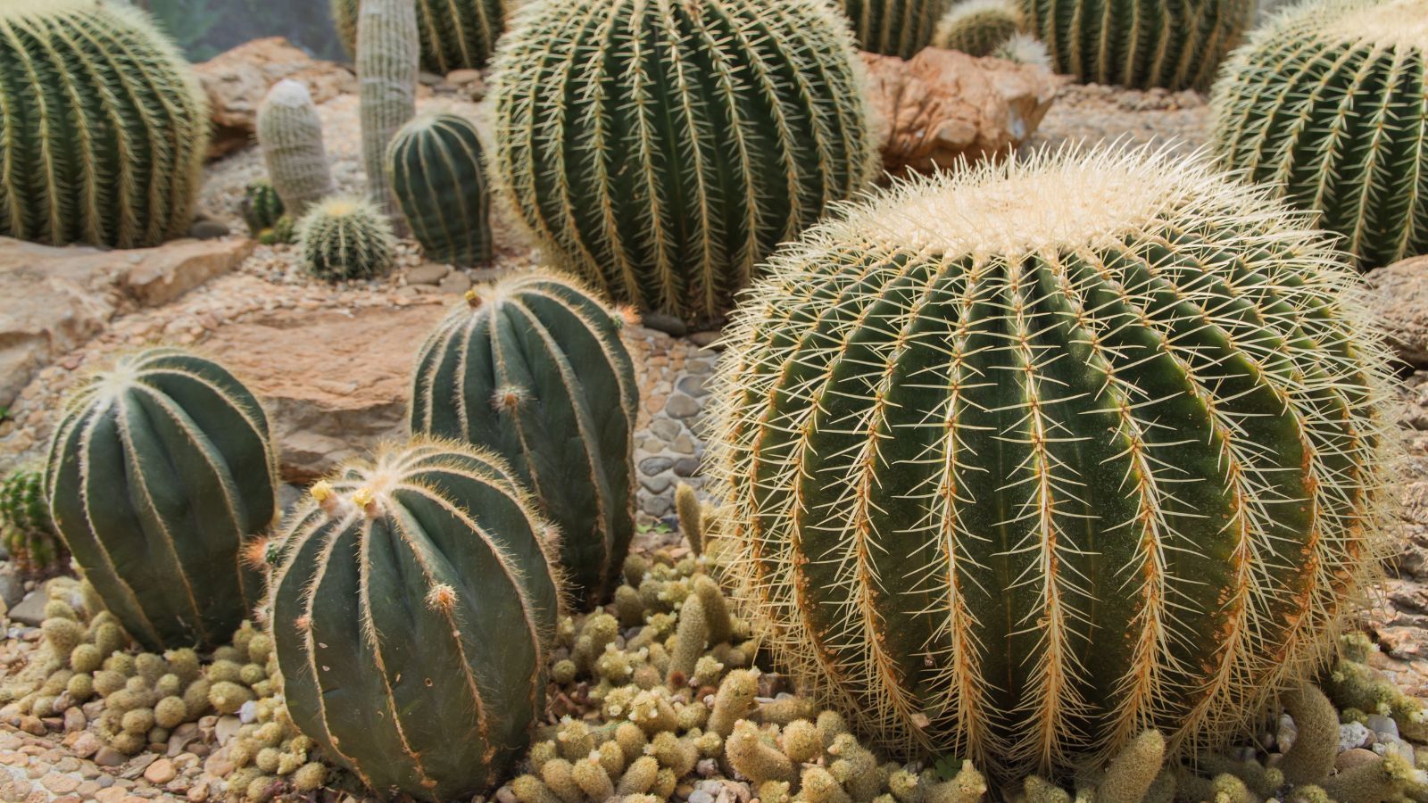 Cacti and succulents are a great way to add color and interest to your front yard