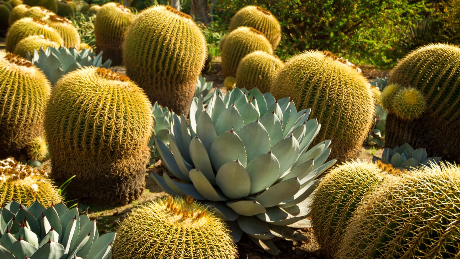 Create a Stunning Front Yard Oasis Without Breaking the Bank
