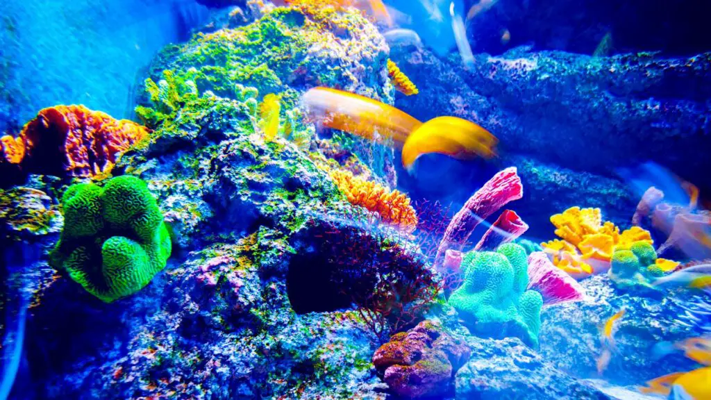 How do you maintain an aquarium wall