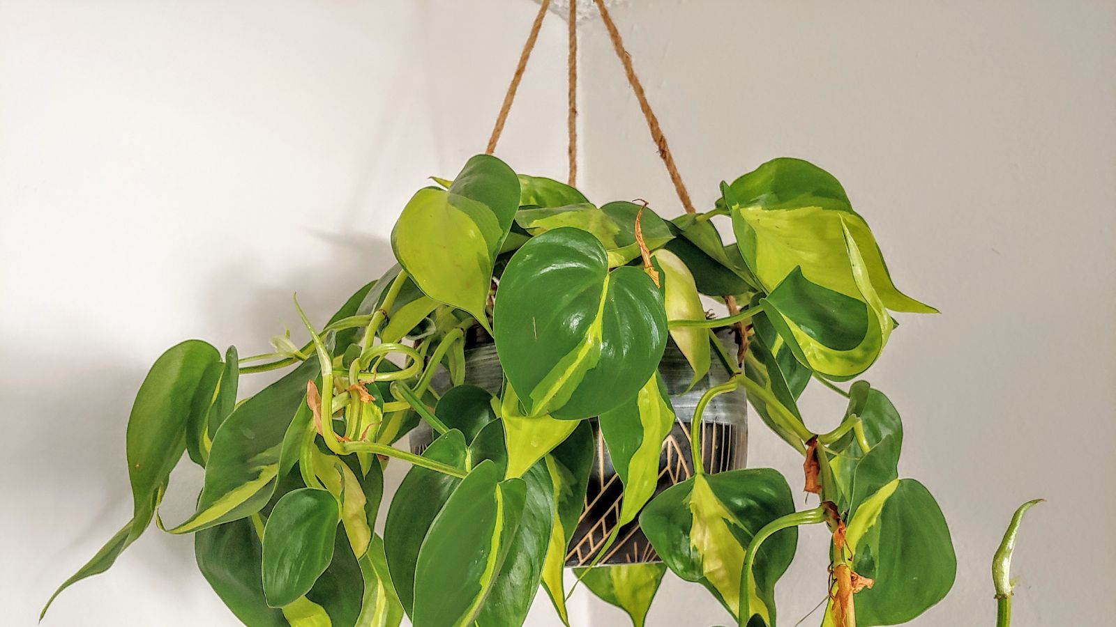 How do you hang plants without drilling walls?
