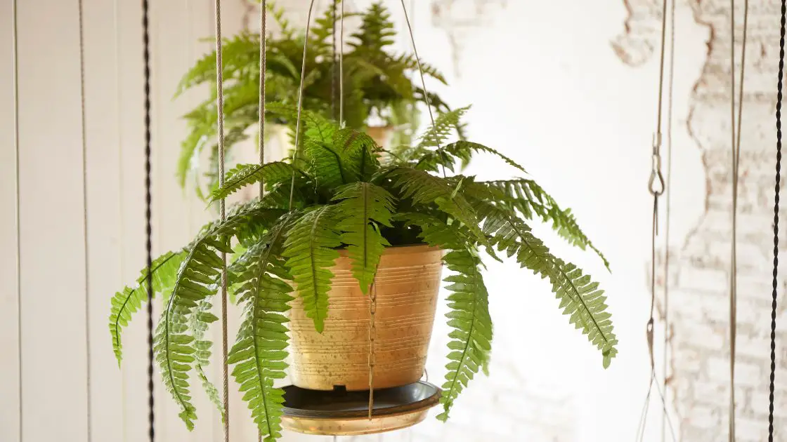 How to Hang a Plant from Ceiling: The Ultimate Guide - Home Decor Chat